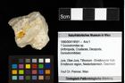 Foto (Objekt + Etiketten) von ? Goniodromites sp. 